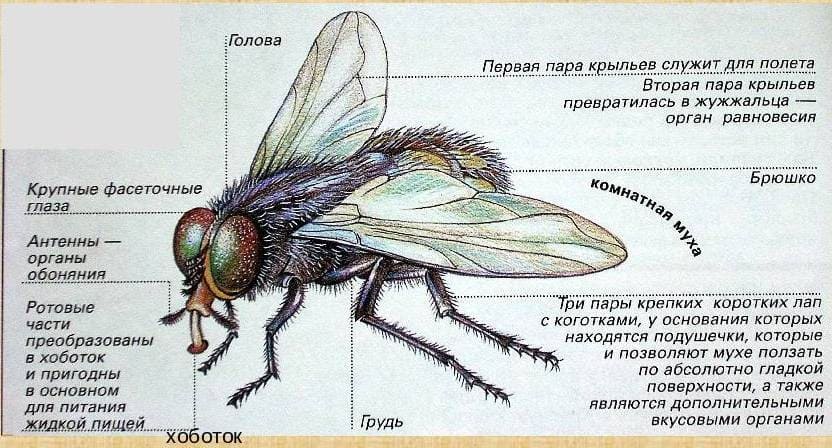 На фото описано строение мухи